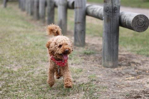 100 Poodle Names Cool Cute And Chic Ideas For Courageous Dogs Hepper