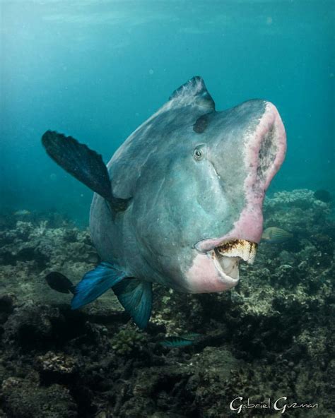 Humphead Parrotfish With Images Weird Sea Creatures