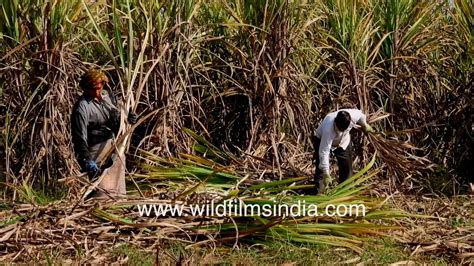 Sugarcane Harvested Manually In India Virtual Tour Of Farms With