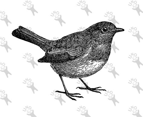 Vintage Image Blackbird Bird Robin Clip Art Design Transfer Etsy