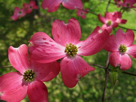 Macro Spring Pink Dogwood Flower Flowers Free Nature Pictures By