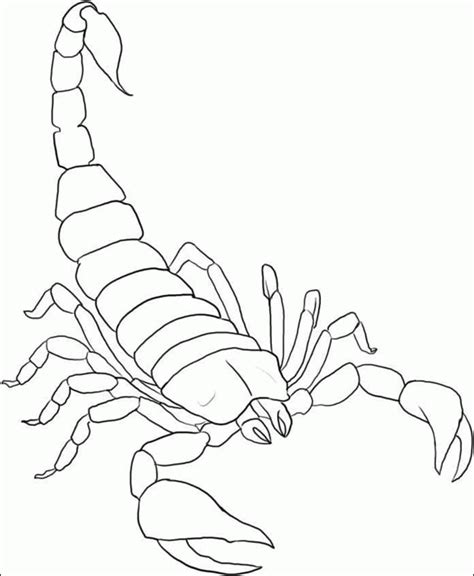 Scorpion Pictures For Kids Coloring Home