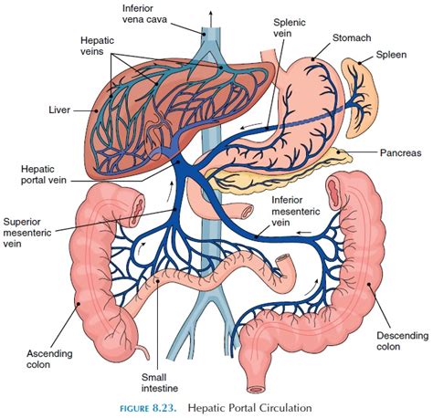 As already described, the blood passes on again via the tricuspid valve, right ventricle and pulmonary artery to the lungs. Systemic Veins