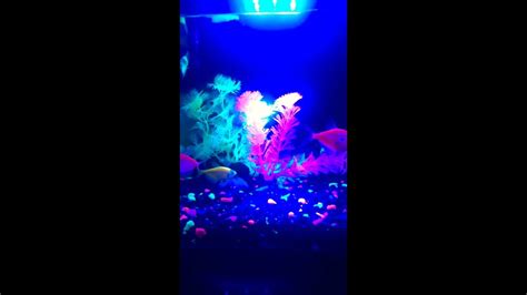 Glow In The Dark Fish Tank Youtube