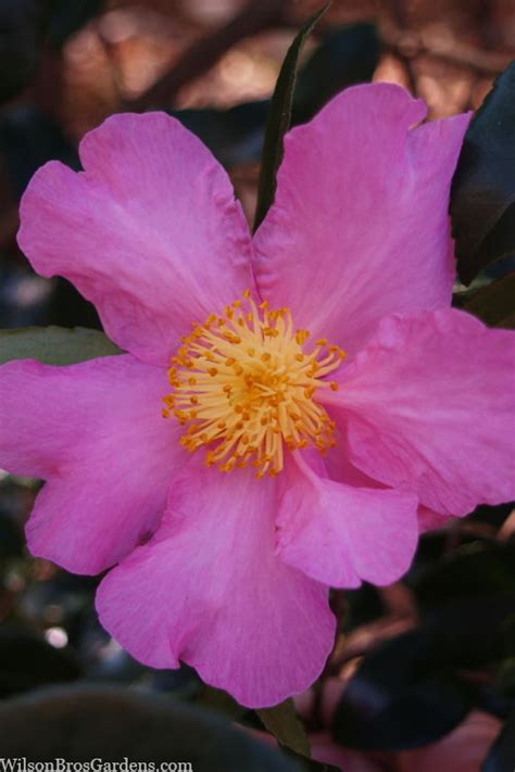 Winters Star Cold Hardy Camellia Free Shipping Wilson Bros Gardens