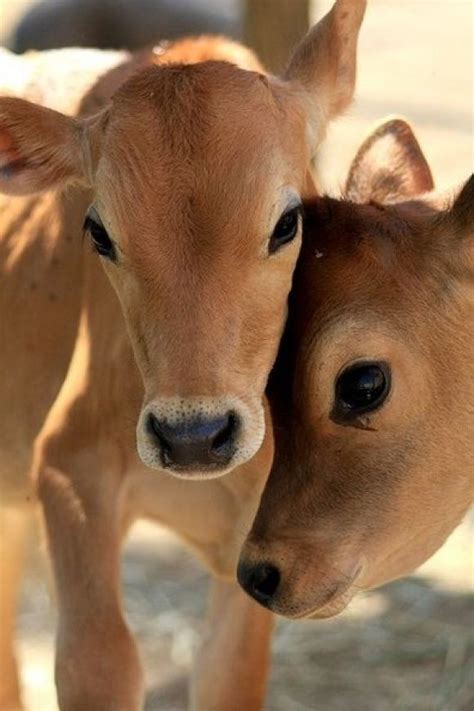 Two Adorable Cow Babies With Beautiful Eyes Farm Animals Animals And