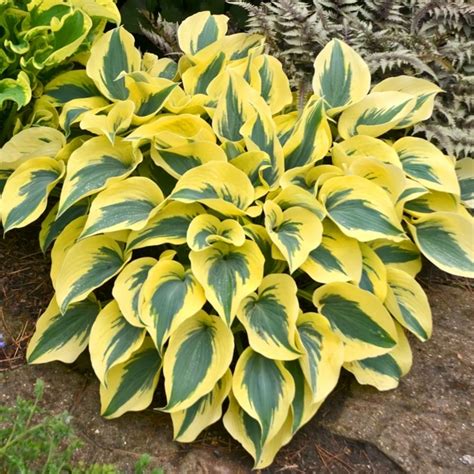 Hosta Autumn Frost Plantain Lily Perennials Free Uk Delivery