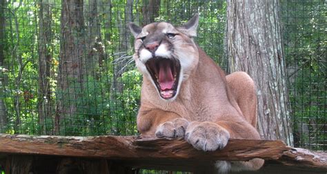 Pumas baby animals cute animals animals images funny animals gato grande florida panthers mountain. 12 Alarming Facts About Florida Panthers (Animal) | My ...