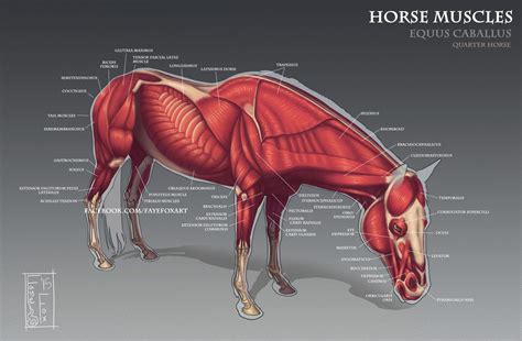 Image Result For Muscle Anatomy Of A Horse Horse Anatomy Animal Anatomy Horse Drawings Animal