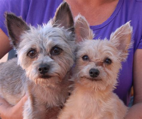 Your adoption packet includes a certificate for a free health examination at any participating scvma veterinary office. Neil & Diamond, devoted brothers, Yorkshire Terrier mixes ...