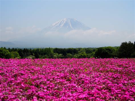 Free Photo Pink Flowers Field Bloom Blossom Flora Free Download