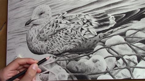 Time Lapse Drawing Of A Seagull Water Soluble Graphite Pencils Youtube