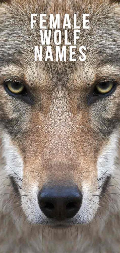 Try out different letter combinations for name endings. Female Wolf Names - The Ultimate List for a Strong and ...