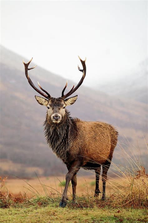 Scottish Red Deer Stag Glencoe Photograph By Grant Glendinning Fine