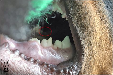 A Guide To Doberman Puppy Teething Atlas Den