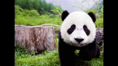 Funny Panda Videos Pandas Falling Compilation Youtube