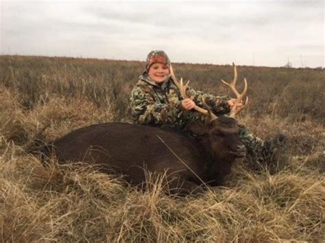 Sika Deer Hunts Whitetail And Exotic Hunting Ranch In North Texas