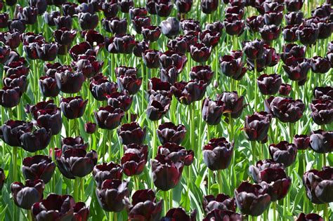 15 Pictures To Inspire You To See The Tulips At The Keukenhof Gardens
