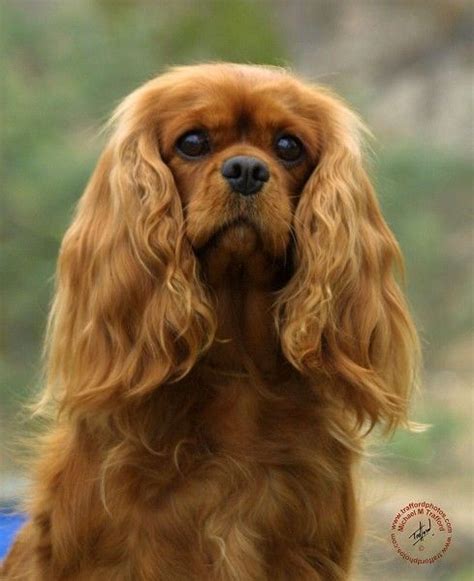 Cavalier King Charles Spaniel My Wish Is To Have A Ruby Colored