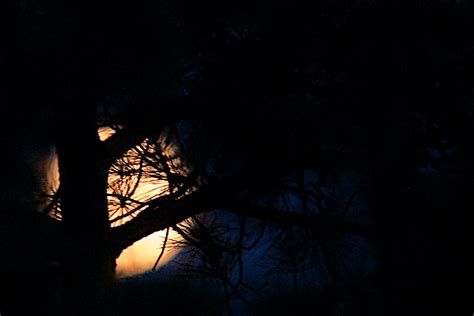 Free Images Tree Branch Light Sky Night Sunlight Atmosphere