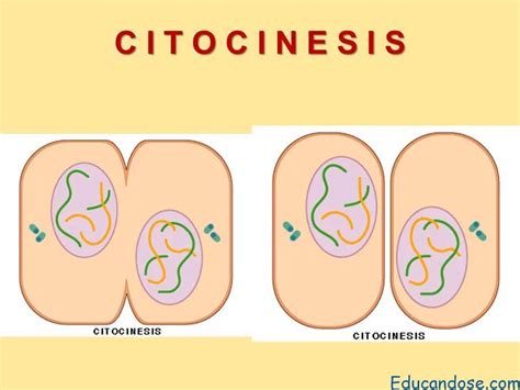 Cariocinesis Y Citocinesis Definicion En 2020 Ciclo Celular Celulas