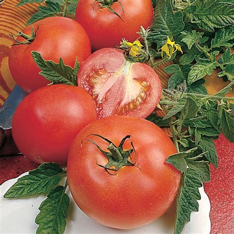 Tomato Alicante Plants Medium From Dt Brown Seeds