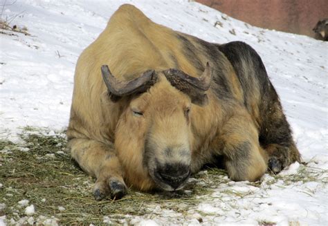 Resting Sichuan Takin In China Image Free Stock Photo Public Domain