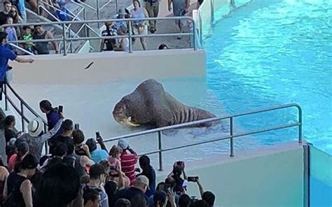 Haunting Image Of Captive Walrus Is Yet Another Reminder Of Why The