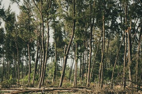 Premium Photo Forest Of Tall Skinny Trees India