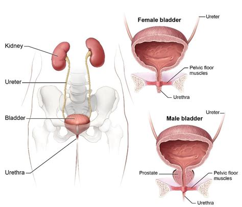 Symptoms Causes Of Urinary Retention NIDDK