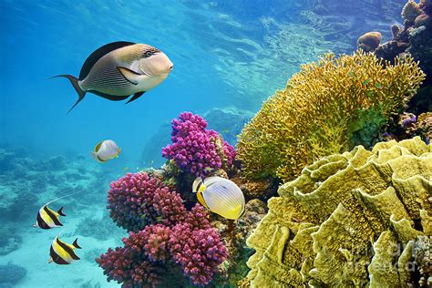Underwater Scene With Coral Reef Photograph By John Walker Fine Art