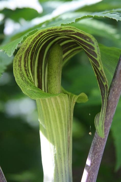 Jack In The Pulpit Arisaema Triphyllum From New England Wild Flower Society