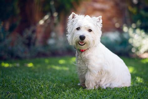 West Highland White Terrier Dog Breed Profile