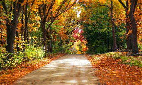 Dirt Road Through Autumn Forest