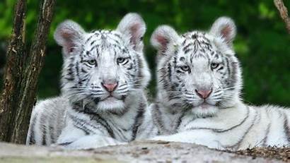 Tiger Desktop Backgrounds Wallpapers Tigers Adorable Wild