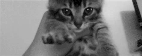 The largest collection of animated cat gifs on the internet: little kitten gifs | WiffleGif