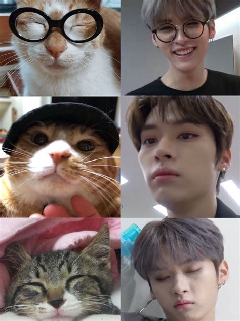 Lee Know Soongie Soonie Doongie Dori Minhos Cats K Pop Animals For