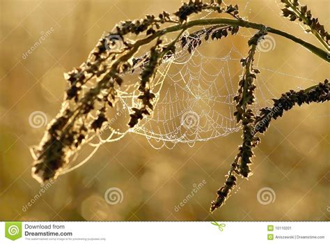 Spiders Web At Autumn Sunrise Stock Image Image Of Insect Details