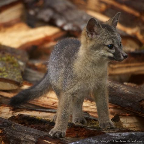 Mendonoma Sightings Gray Fox Kits Are They The Cutest Critters On