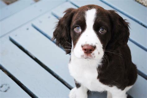 My dad was given a Springer puppy after the loss of his 14 yo Springer ...
