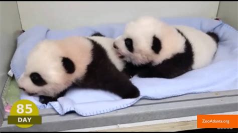 100 Days Of Adorable Baby Pandas Youtube