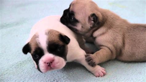 Water puppy syndrome can affect only one or two puppies, or. Französische Bulldoggen Welpen - 2te Woсhe / French Bulldog Puppies two Week / щенки бульдога ...
