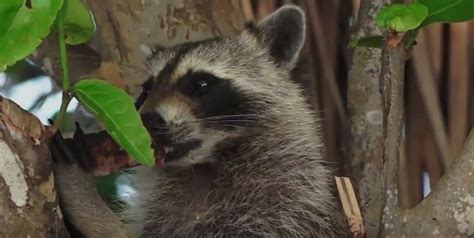 This includes raccoons, bats, mice, rats, and flying squirrels. How do you know if you have a raccoon in your attic?