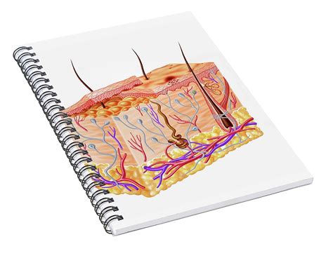 Human Skin Anatomy Artwork Spiral Notebook By Leonello Calvetti