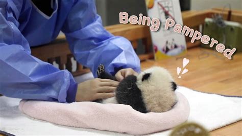 Pandas Enjoying First Class Service From Nannies Ipanda Youtube