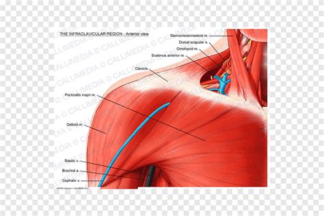 Shoulder Infraclavicular Fossa Pectoralis Major Clavicle Muscle