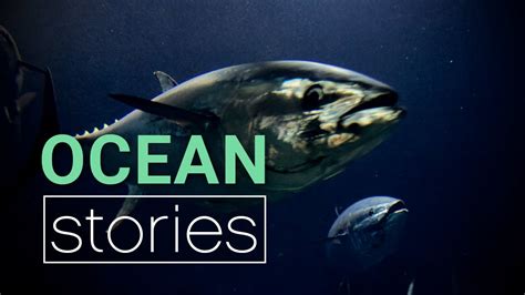 Save The Bluefin Tuna Ocean Stories Youtube
