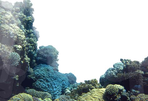 Arquivo De Png De Coral Reef Png Mart