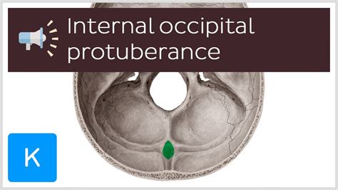 Internal Occipital Protuberance Anatomical Terms Pronunciation By