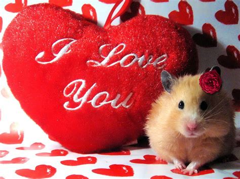 Cute Hamster With I Love You Heart Wallpapers Animal Valentine